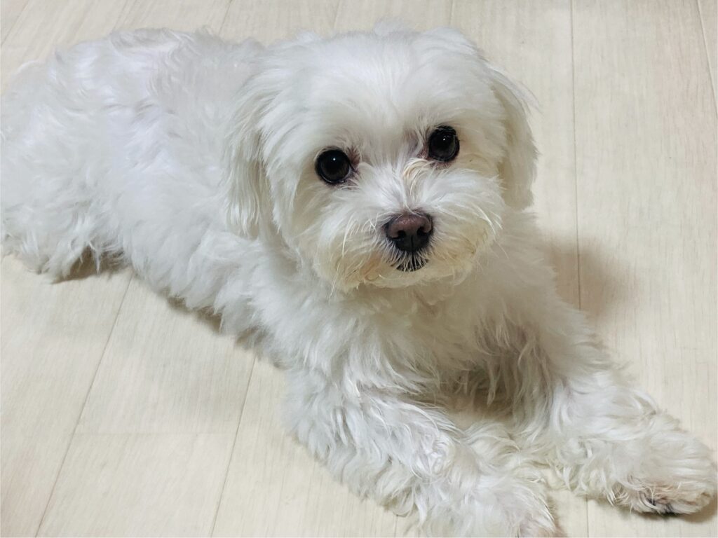 初心者が飼いやすい犬、マルチーズ