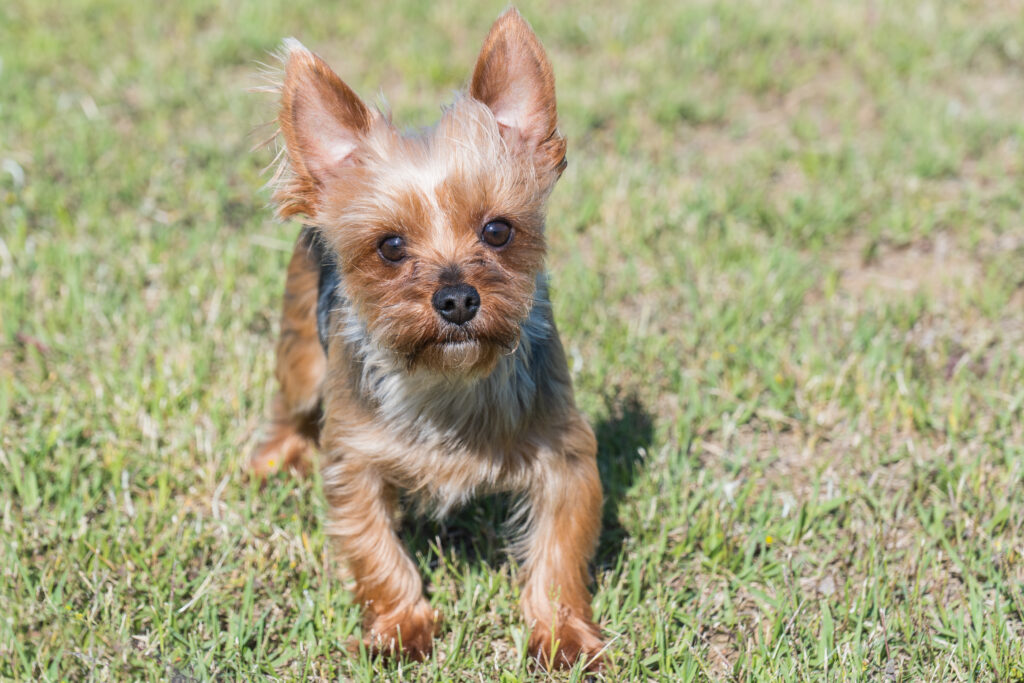 初心者が飼いやすい犬、ヨークシャーテリア
