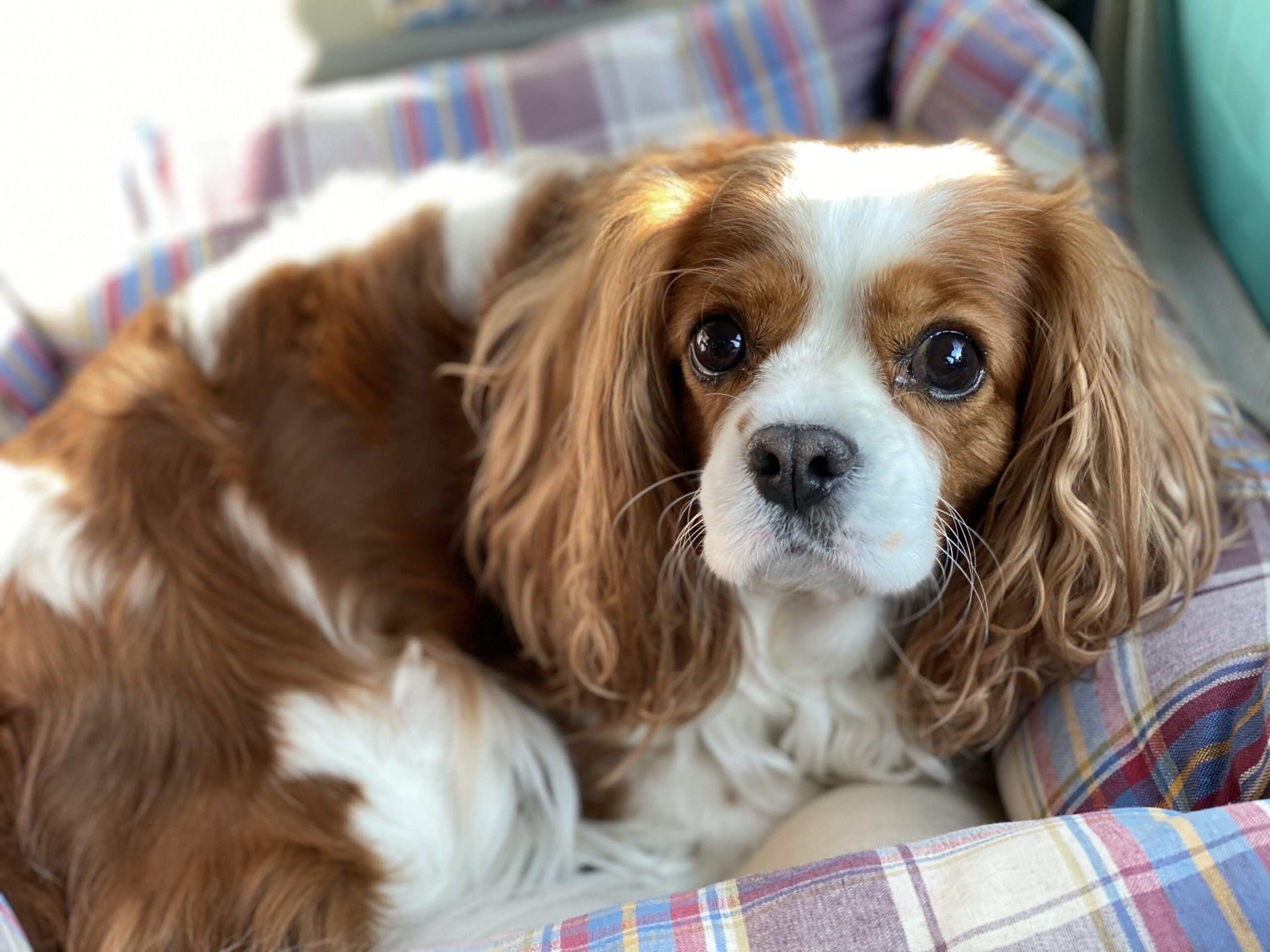 初心者が飼いやすい犬、キャバリア・キング・チャールズ・スパニエル