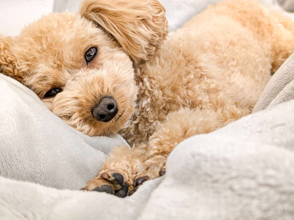 初心者が飼いやすい犬、トイプードル