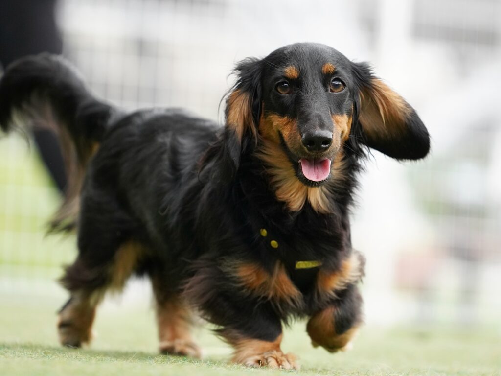 初心者が飼いやすい犬、ミニチュアダックス
